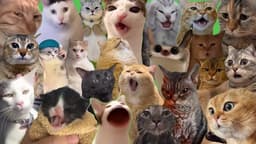 Cat Take Over